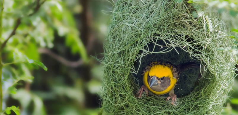 Állati építmények! Így építkeznek a nem emberszabásúak külföldön!