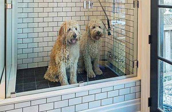 Kutya zuhany: Önnél van már?