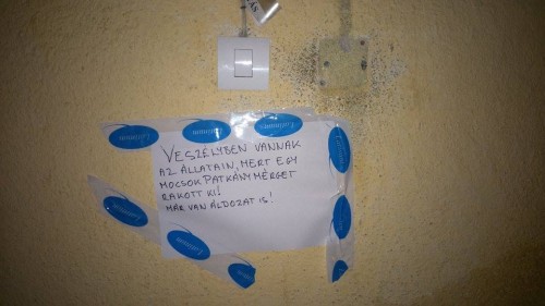 10660694_1252013371491759_1097989753_n