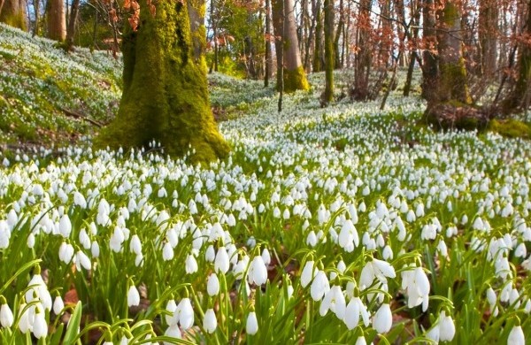 Alcsútdobozi mesék: hóvirgázás, szentjánosbogár rajzás. No meg egy gyönyörű ingatlan!