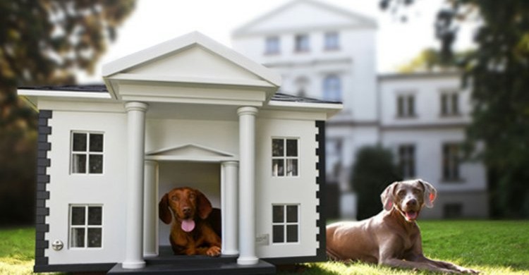 Top 10 túltolt kutyaház