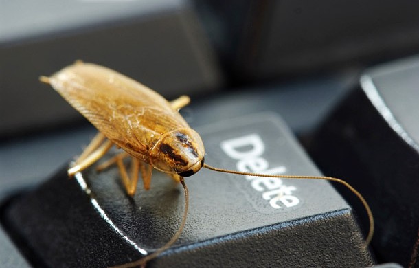 Tabuk az ingatlanok világában: a csótány!