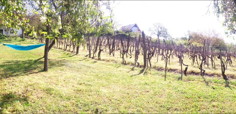 Az év kiadó háza: 0 Ft bérleti díj! És még a gyümölcsöt is megtarthatjuk