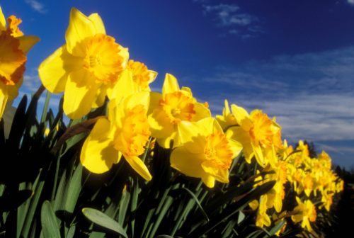 Close-up of daffodils in a garden