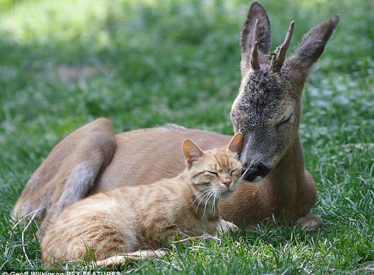 Itt még az őzek is a tenyeréből esznek! Új távlatok a mókás nevű Pinnyéden!