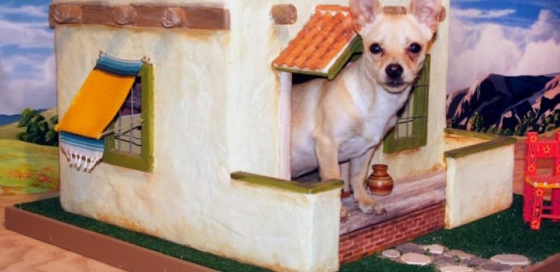 10 kutyatulajdonos, akiknél elgurult a gyógyszer…