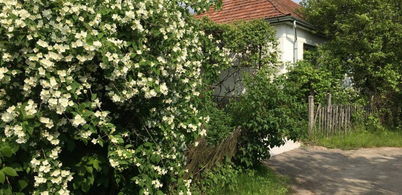 Elkelt Bedepuszta: egy holland férfi egyszerűen felvásárolta!