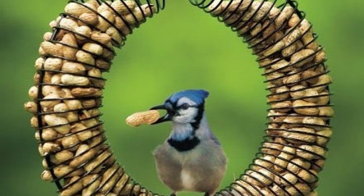 Dizájnos madáretetők házilag, meg egy-két lenyűgöző „bolti” verzió