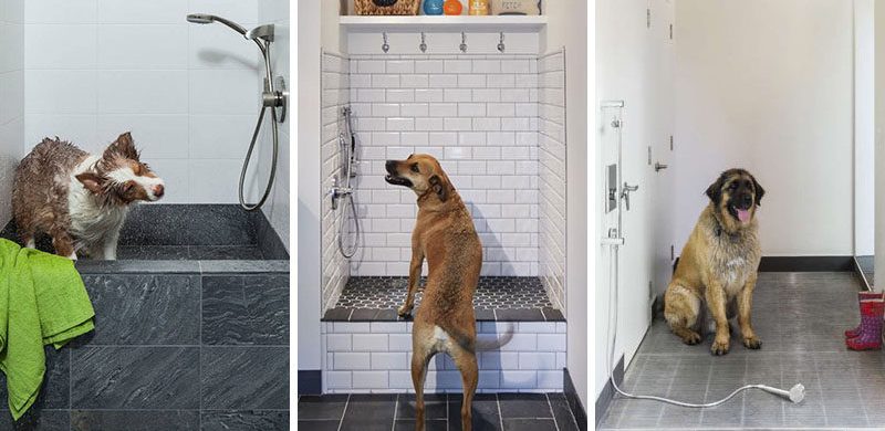 Kutya zuhany, kutya kád: így kíméld meg a saját fürdőd, ha négylábúval élsz!