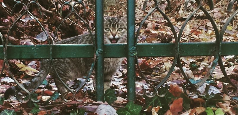 Ha ősz, akkor Börzsöny! Íme a legolcsóbb és legdrágább eladó ház a térségben!