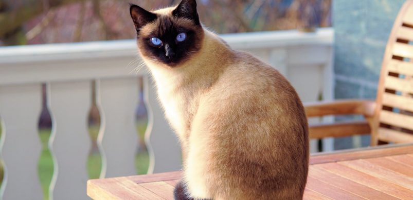 Elviselhetetlen szomszédok, 1. rész: a macskás!