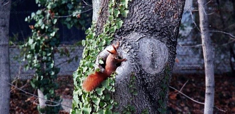 Cuki mókus és szivárvány: így fest a hét, fél milliárdos hirdetése