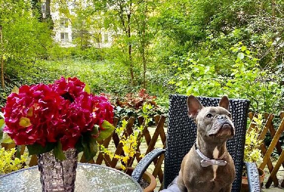 Szuper budai lakás kutya nélkül eladó!