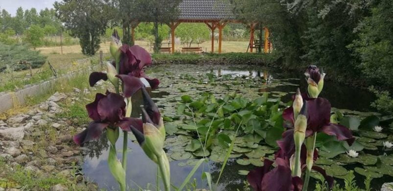 Pesti lakás áráért 3 szobás lakóházzal rendelkező tanyánk lehet Kecskeméten