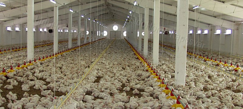 4 szárnyas telep is eladó épp Somogy megyében