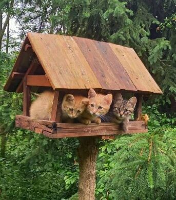Cuki kiscicákkal bármi eladható. Hát még Kaposfüreden kínált zártkerti telek!
