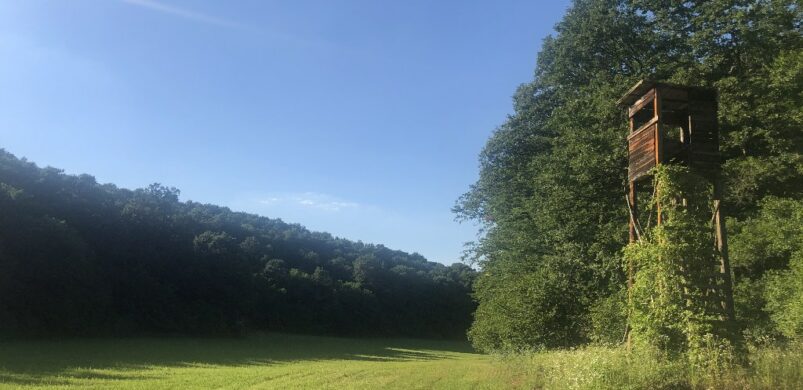 Kincs, ami van: eladó forrás és erdő Baranyában