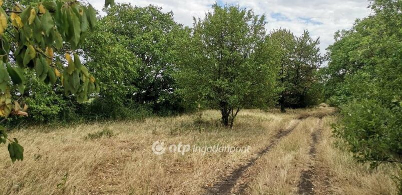 Alig akad eladó gyümölcsös Békés megyében!