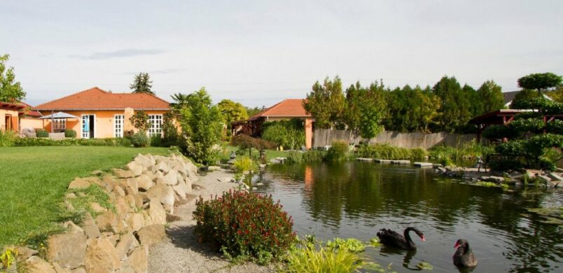 Hattyúk Tava, a vízi élővilág rajongóinak!